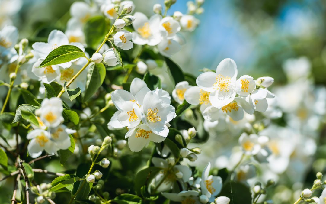 Det finns en trädgård